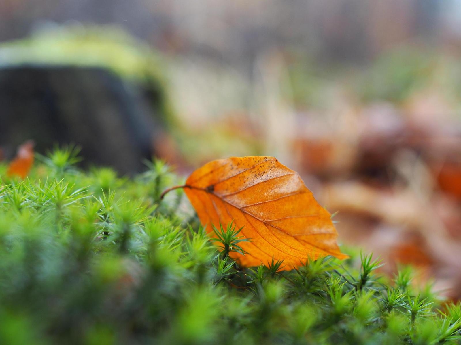 Olympus M.Zuiko Digital 25mm 1:1.8