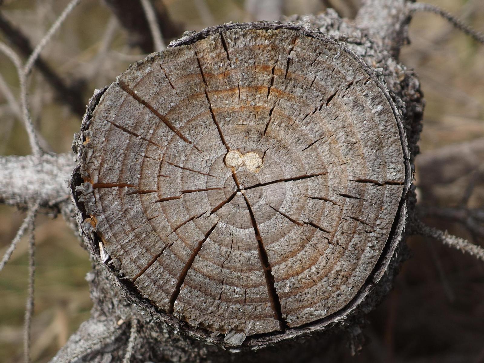 Olympus Stylus XZ-2: jednoduše skvělý