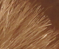 Sony SLT-A33: přesvědčivý revolucionář