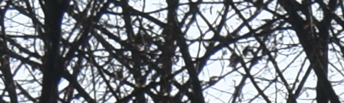 Nikon AF-P NIKKOR 18-55mm f/3.5-5.6G VR