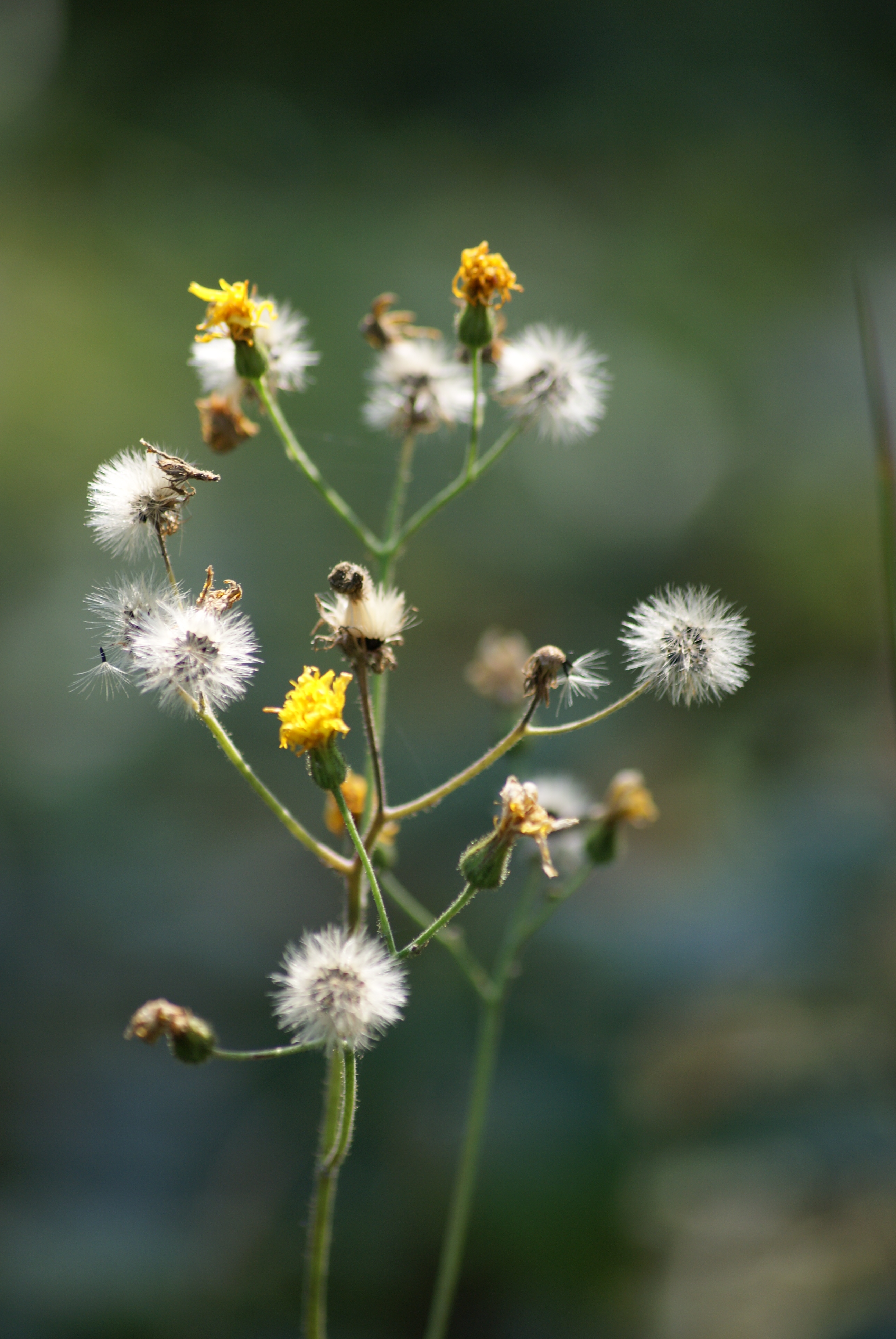 Sony Alpha A230: nejlevnější z nového trojlístku