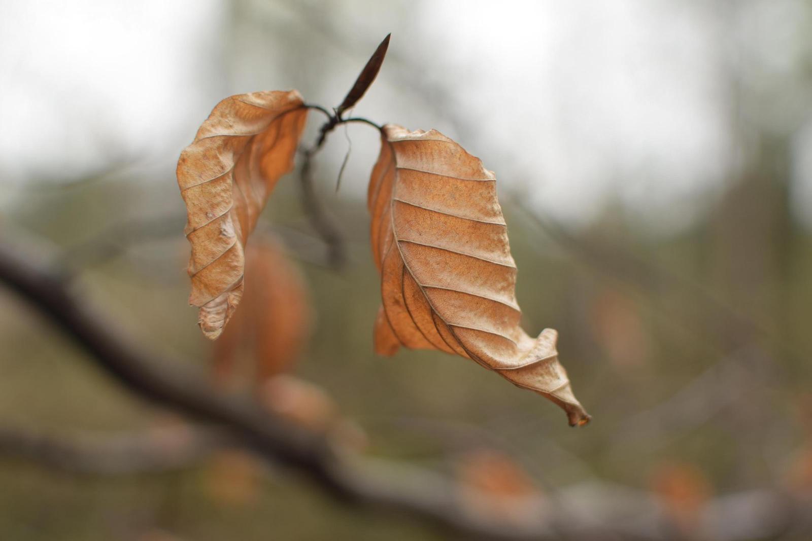 Nikon AF-S DX NIKKOR 35mm f/1.8G