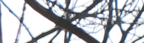 Canon EF-S 18-135mm f/3.5-5.6 IS Nano USM