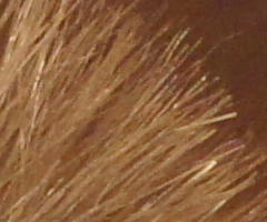 Sony SLT-A33: přesvědčivý revolucionář