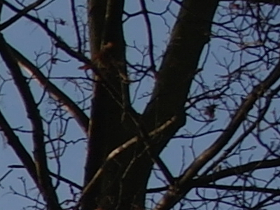 Samsung NX100: "zrcadlovka" do kapsy