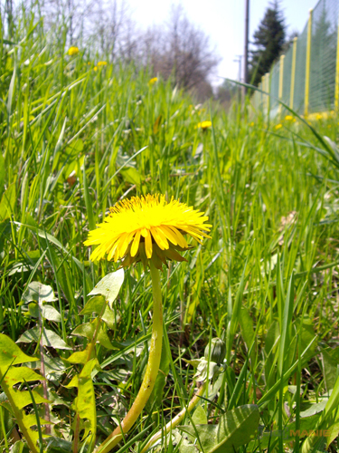 BenQ DC T800: dotykový displej levně