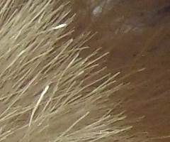 Samsung ST1000: nabitý technologiemi