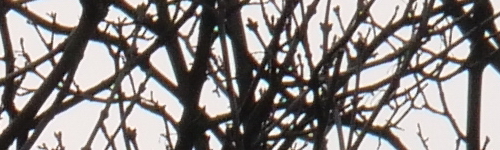 Panasonic Leica DG Elmarit 200mm / F2.8 / Power O.I.S.