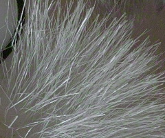 Sigma DP2: otestovali jsme Foveon!