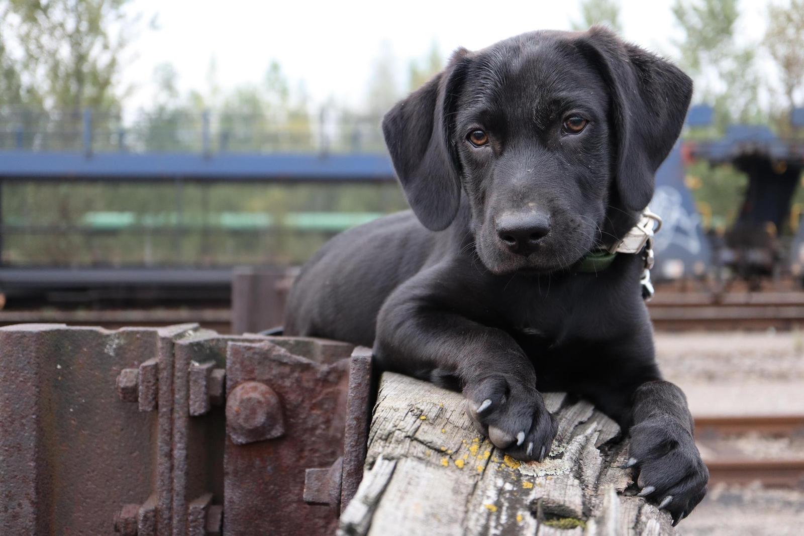 Canon EF-M 28mm f/3.5 Macro IS STM