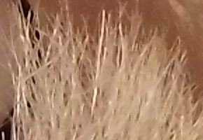 BenQ GH600 a GH700: levné překvapení