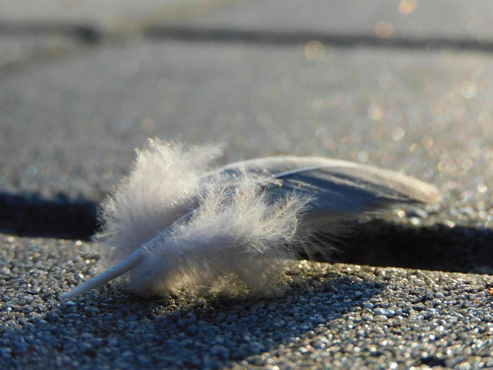 Nikon Coolpix B600: kamarád do přírody