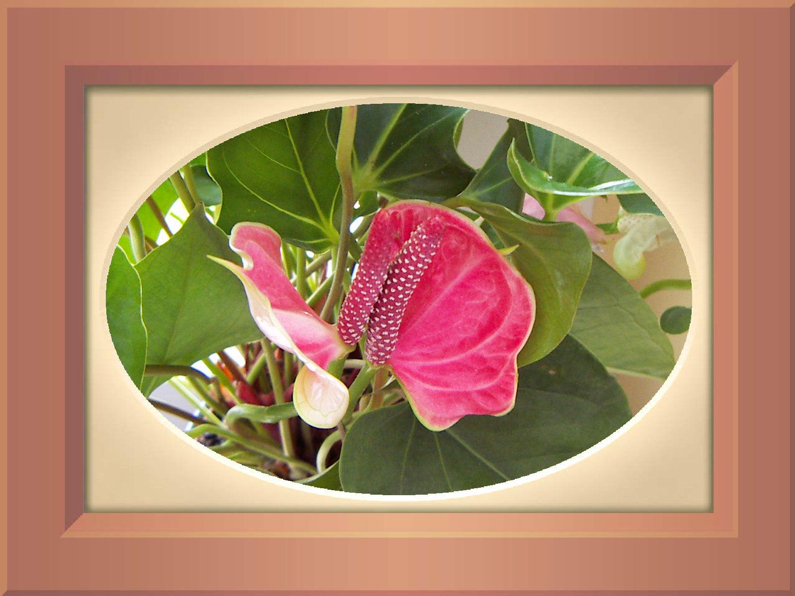 DiMAGE X21: decentní upgrade "lidové" dvacítky