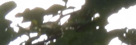 Nikon AF-S DX NIKKOR 55-200mm f/4-5.6G IF-ED VR