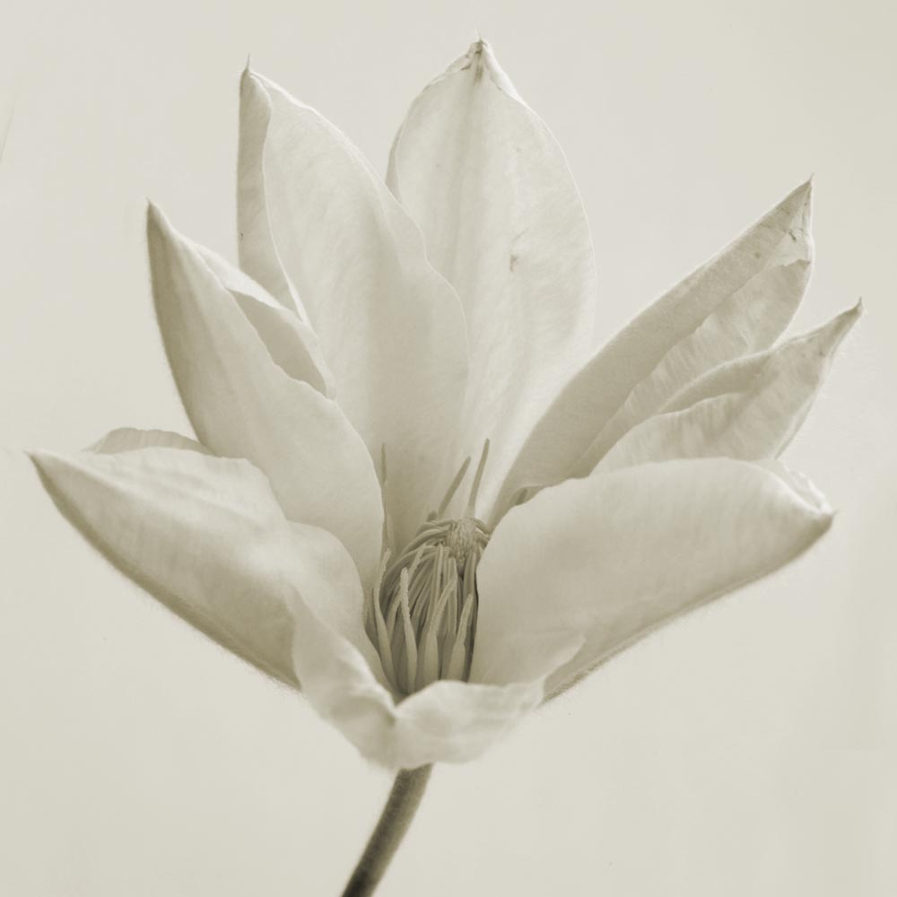 Úpravy fotografií v PC, 2.díl - zesvětlování, ztmavování