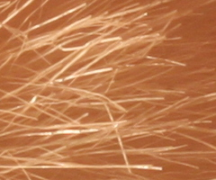 Canon EOS 500D: povedený pokračovatel rodu