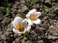 Casio Exilim Card EX-S600: Asijský plátek na fotografický způsob