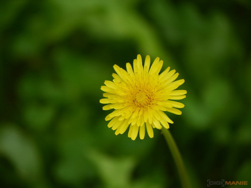 Panasonic Lumix G Vario 100-300mm F4-5,6