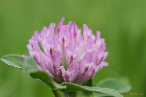 Canon EF-S 18-55mm F3,5-5,6 IS II