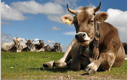 FotoVýzva - 4. kolo Říše zvířat: vyhodnocení