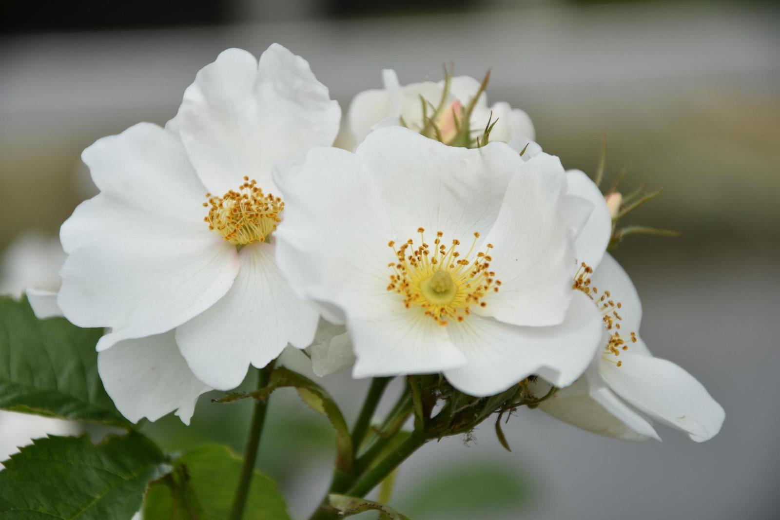 Nikon D7200: přesvědčivé zrcadlo