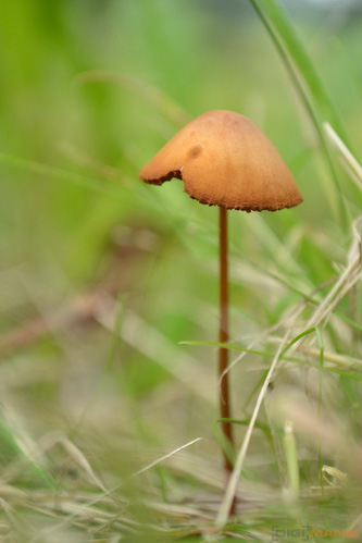 Nikon 18-55mm f/3,5-5,6G AF-S DX VR