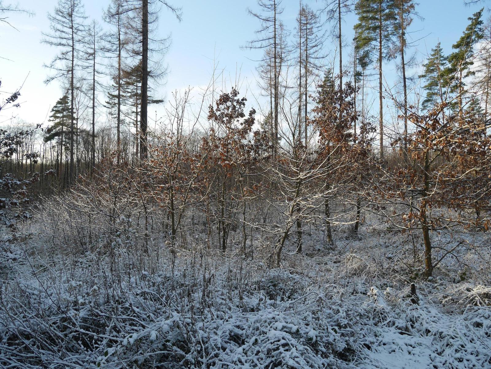 Panasonic Lumix G Vario 12-32mm f/3.5-5.6 ASPH. / MEGA O.I.S.