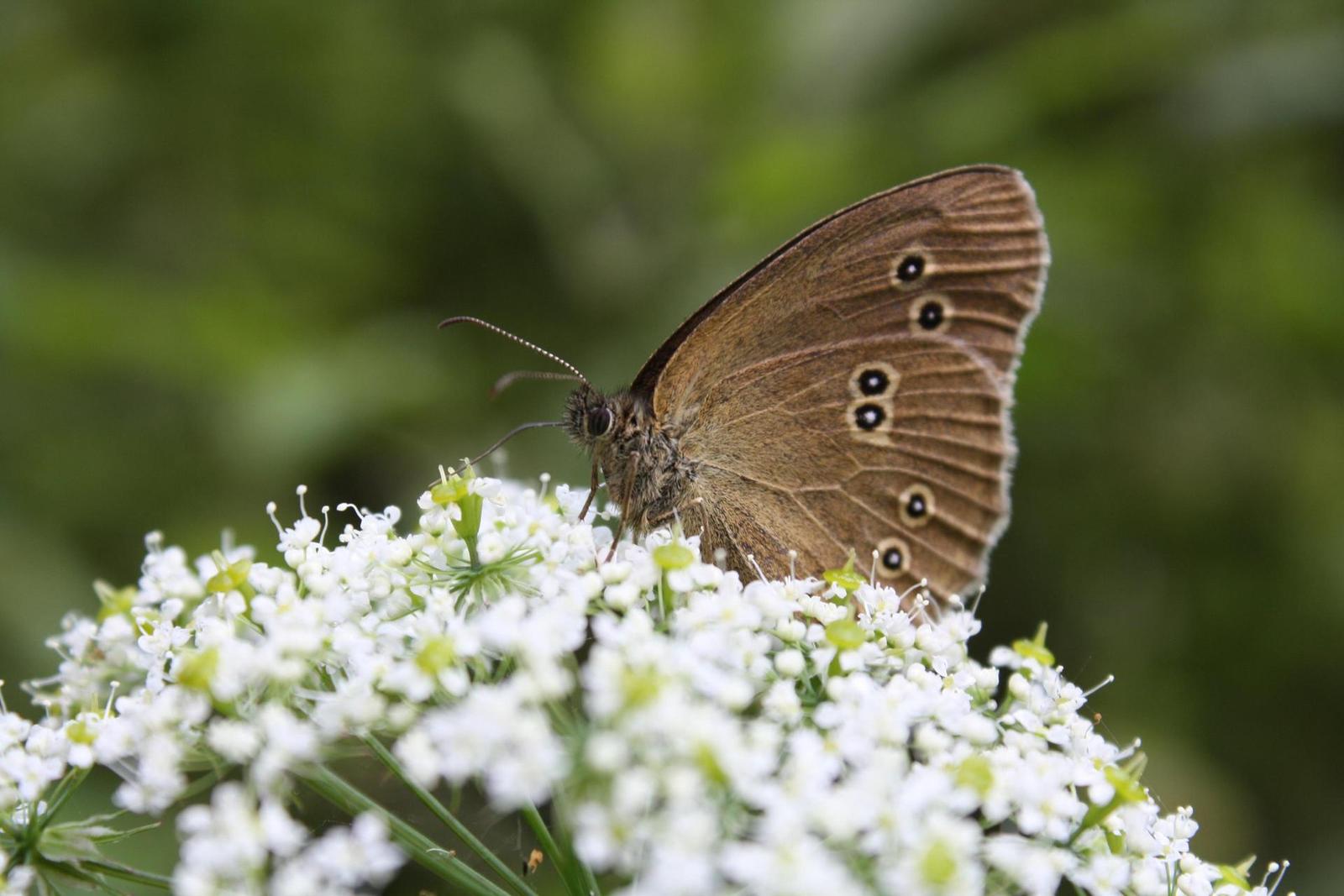 Canon EOS 1000D: solidní základ