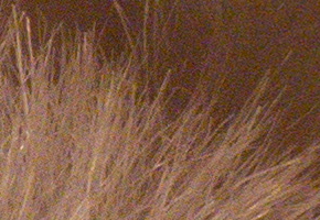 Panasonic Lumix FZ200: ultrazoomové překvapení roku