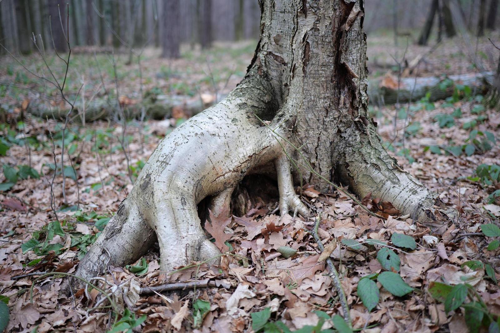 Panasonic Lumix S 35mm F1.8