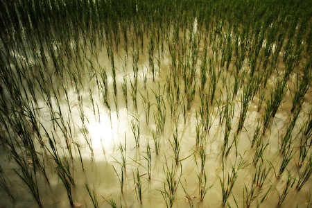 S fotoaparátem po Thajsku: II.