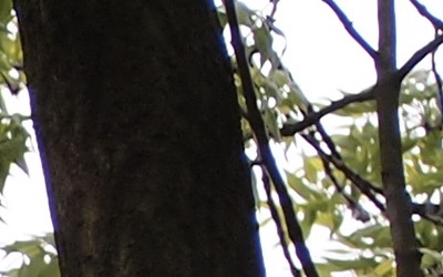 Olympus M.Zuiko Digital 40-150 mm F4-5,6 + nová R verze