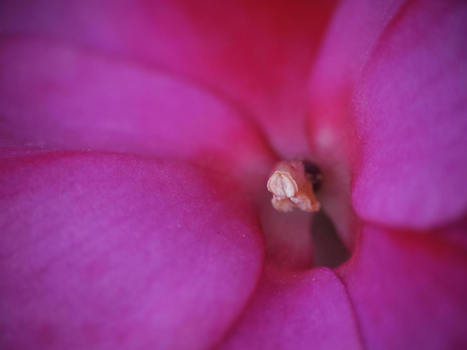 Olympus M.Zuiko Digital 14-150 mm F4-5,6