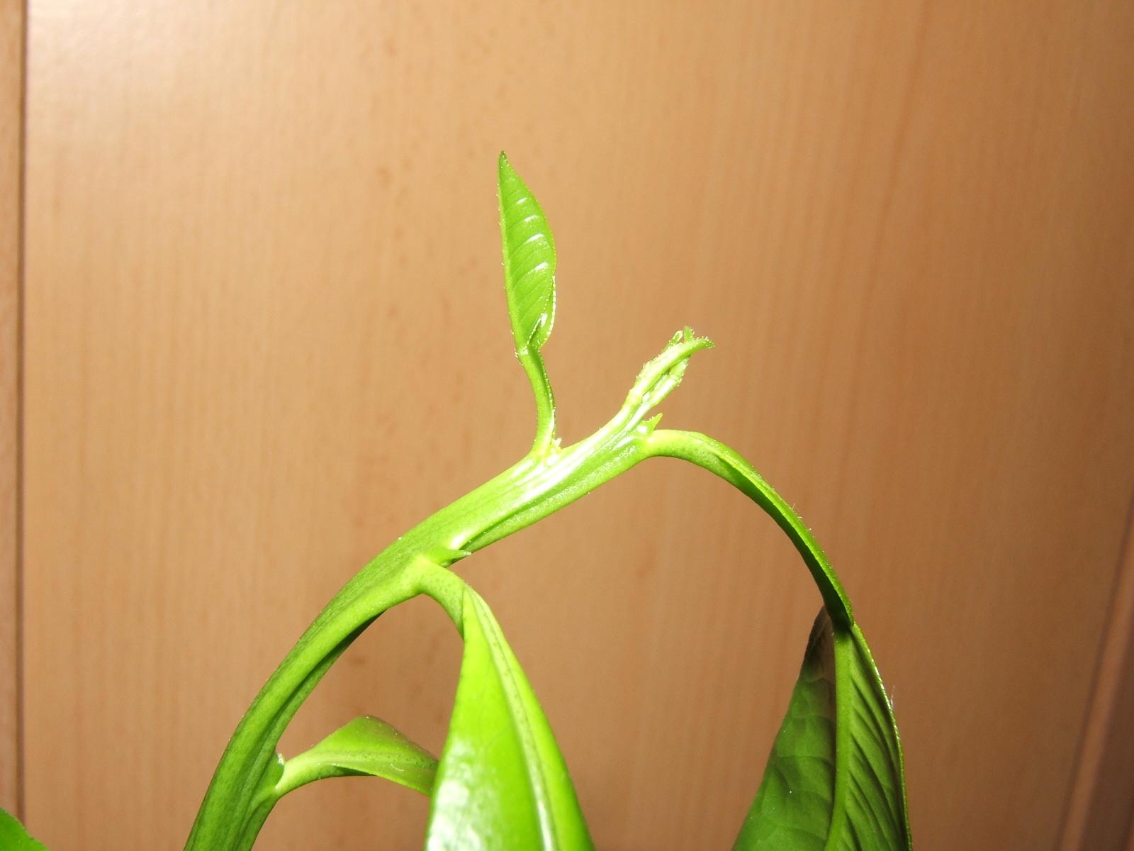 FinePix E500: robustní kapesní čtyřmegapixel