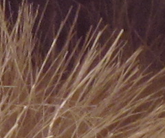 Canon PowerShot G11: géčko, o jakém jsme snili