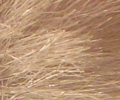 Canon PowerShot SX1 IS vs. SX10 IS: souboj CMOS a CCD