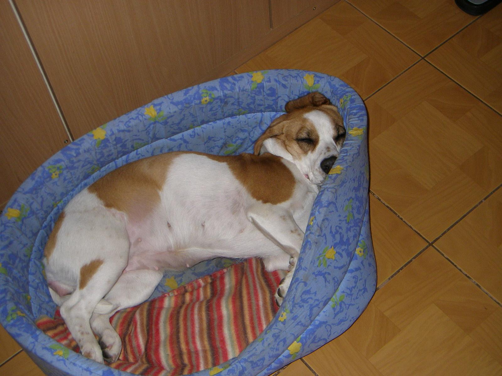 SP-700: Automat s obrovským displejem