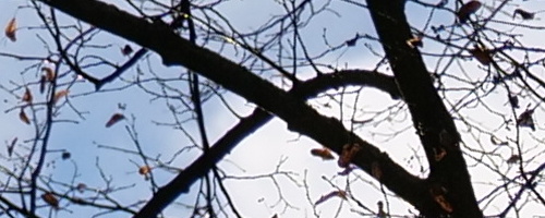 Panasonic Leica DG Vario-Summilux 25-50mm F1.7 ASPH.