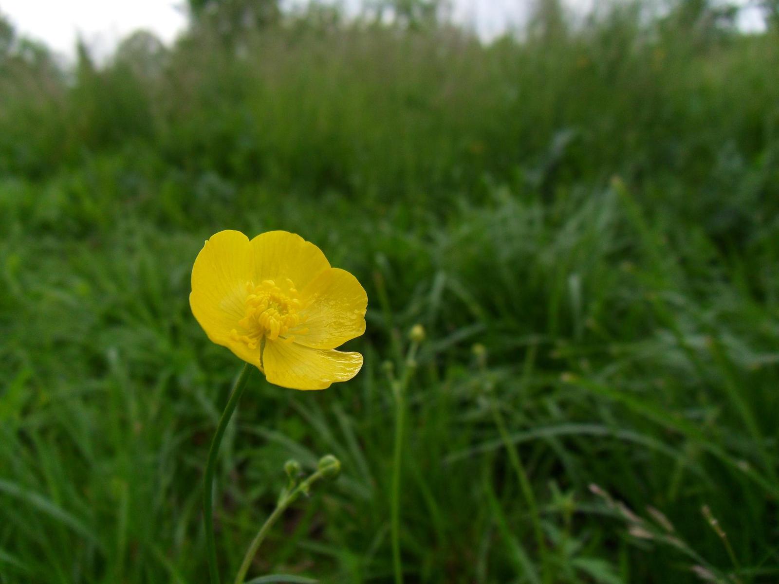 Samsung WB550: do šířky i dálky