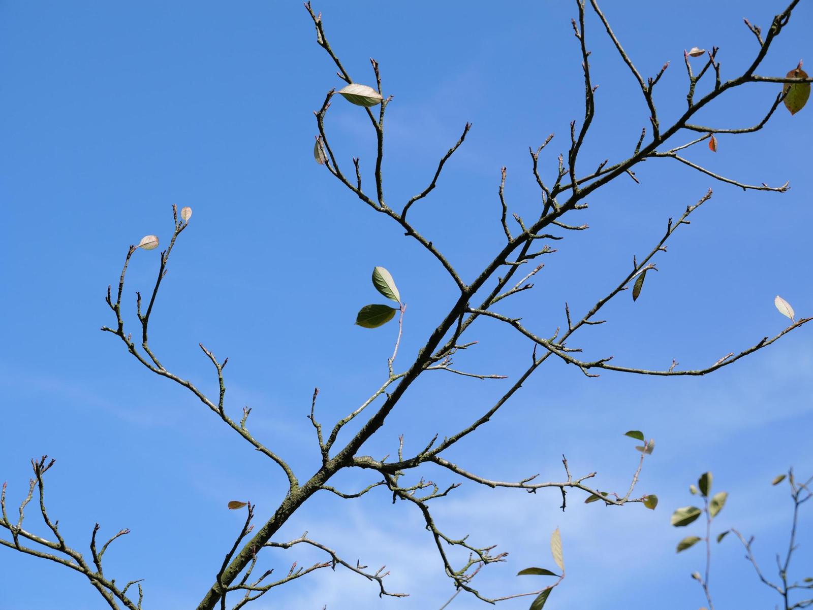 Panasonic Leica DG Vario-Elmarit 12-35mm / F2.8 ASPH. / Power O.I.S