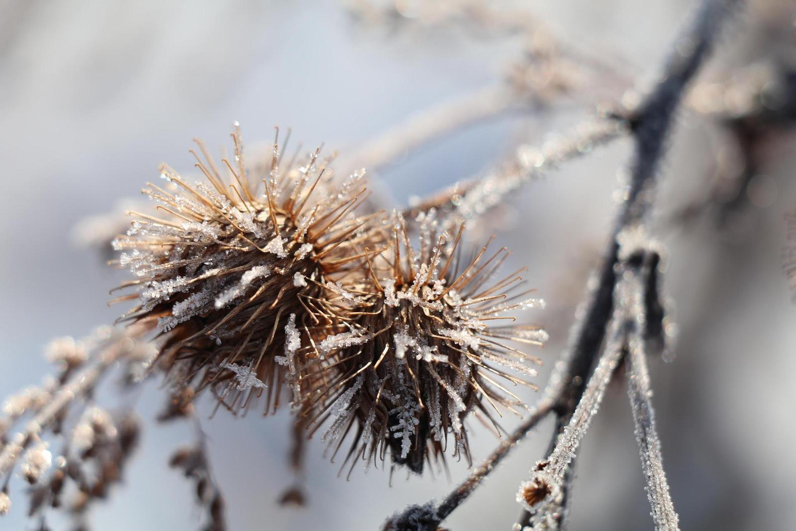 Canon EF-S 18-135mm f/3.5-5.6 IS Nano USM