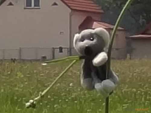 Fotíme s Koalou: Zoom a perspektiva