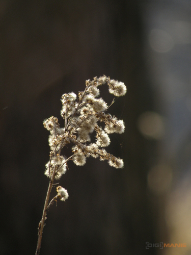 Olympus SP-570UZ: uspěje první 20× ultrazoom v testu?