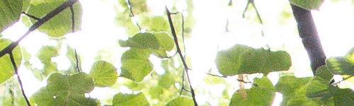 Canon EF 50mm f/1.4 USM