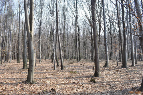 Dva objektivy nebo jeden ultrazoom?