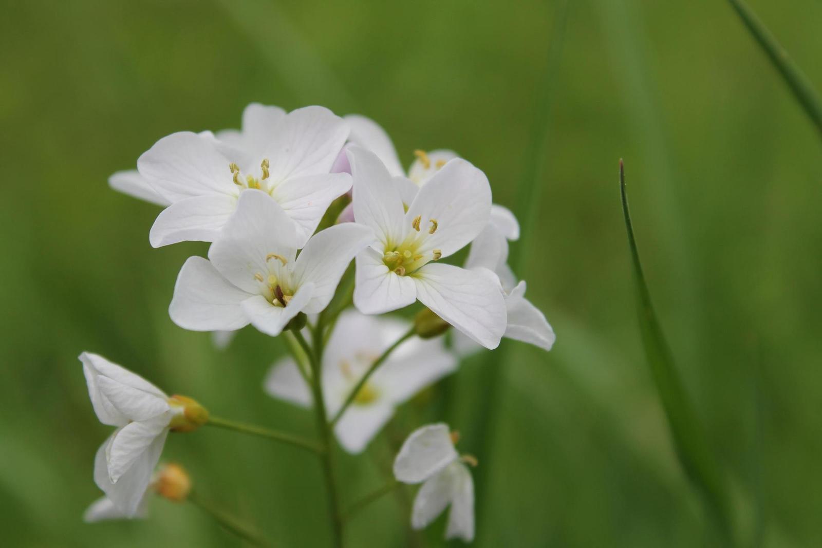 Canon EF-S 18-55mm F3,5-5,6 IS II