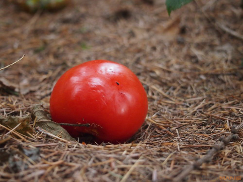 Olympus PEN E-P3: král všech PENů