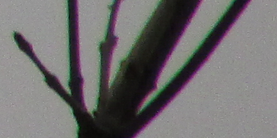 Canon PowerShot SX500 IS: fotící stroj času