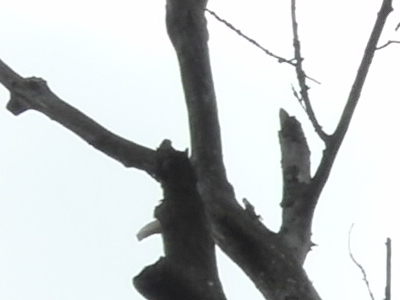 Samsung EX1: příjemné překvapení