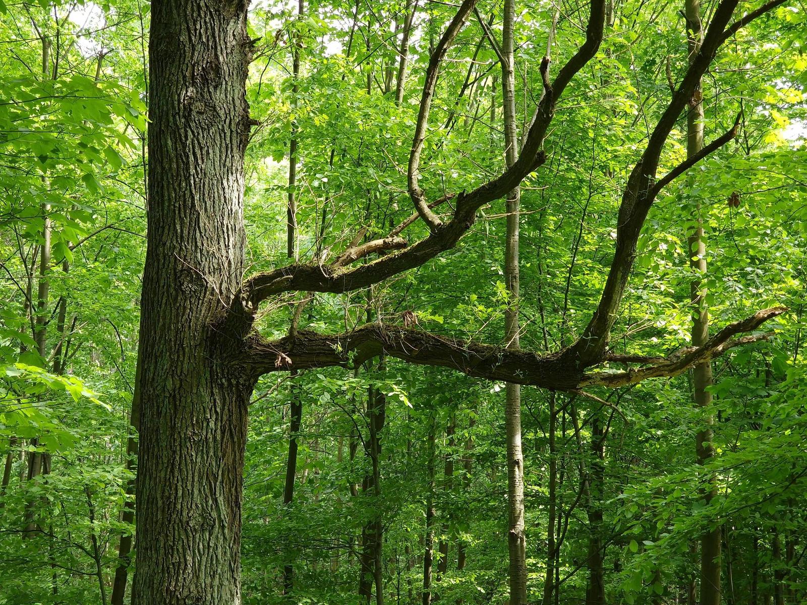 Samsung Galaxy S22 Ultra: pětioký fotografický král?